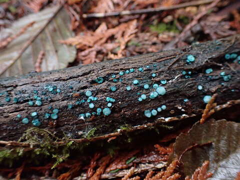 Image of Chlorociboria aeruginosa (Oeder) Seaver ex C. S. Ramamurthi, Korf & L. R. Batra 1958