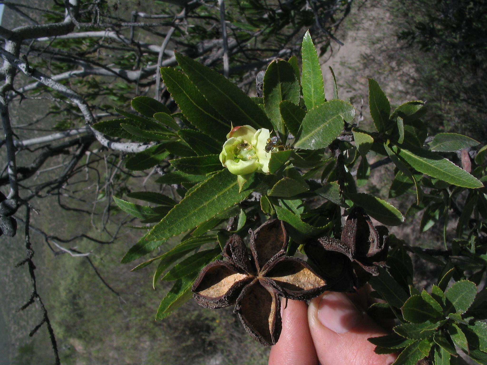 Kageneckia lanceolata Ruiz & Pav.的圖片