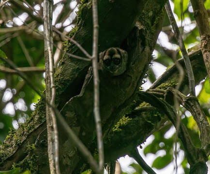 Image of Colombian Gray Night Monkey