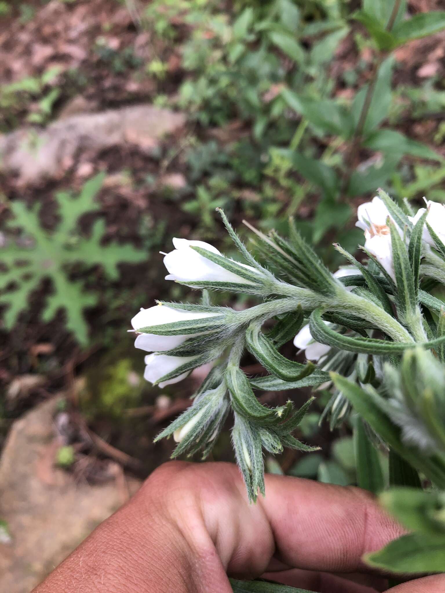 Слика од Lithospermum trinervium (Lehm.) J. I. Cohen