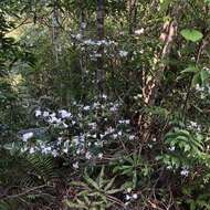 Image of Rhododendron tashiroi Maxim.