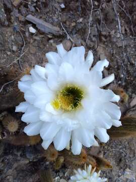 Echinopsis strigosa (Salm-Dyck) H. Friedrich & G. D. Rowley resmi