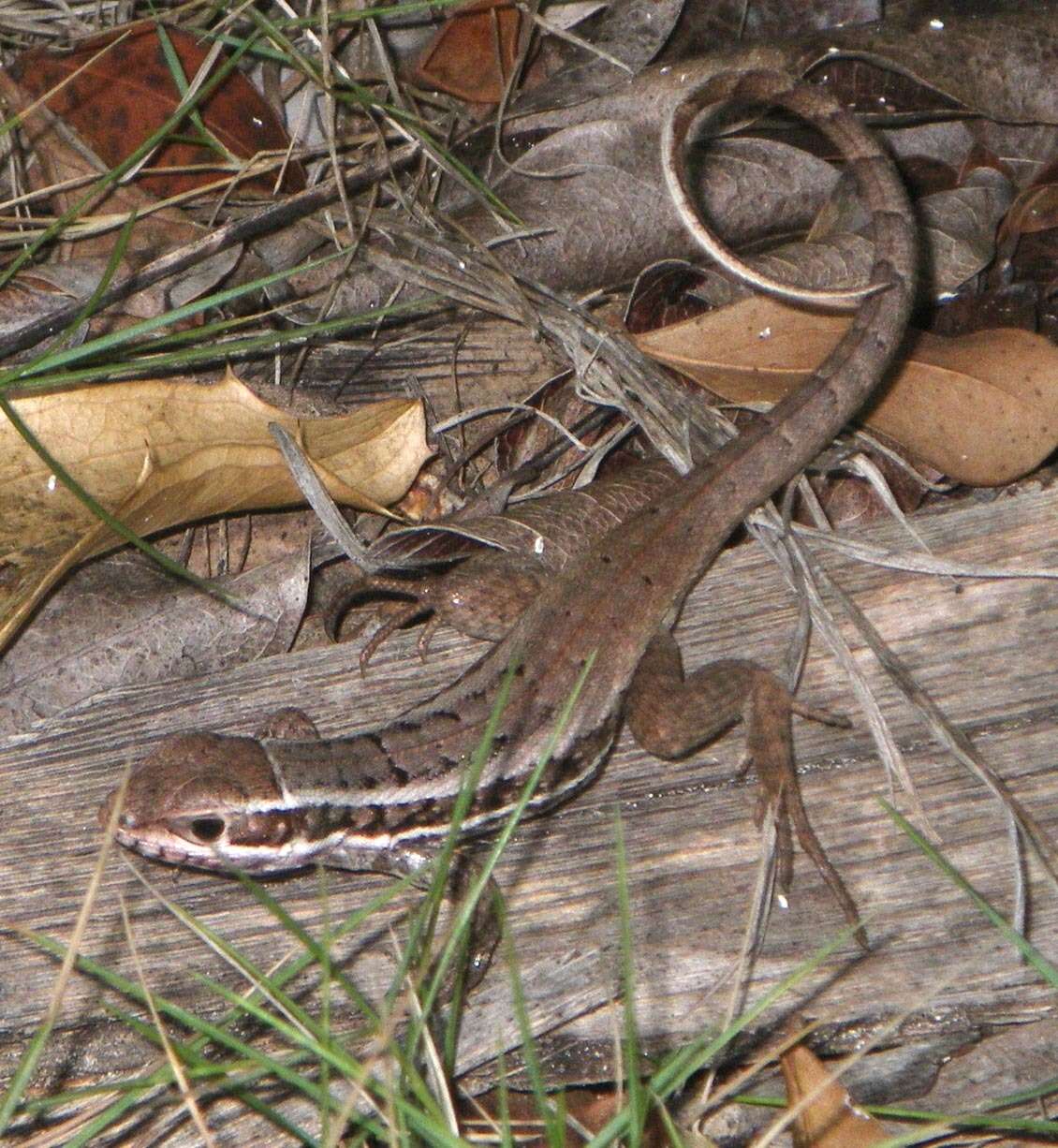 صورة Leiocephalus cubensis (Gray 1840)