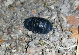 Image of Southern Pill Woodlouse