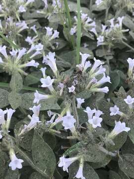 Image of violet draperia