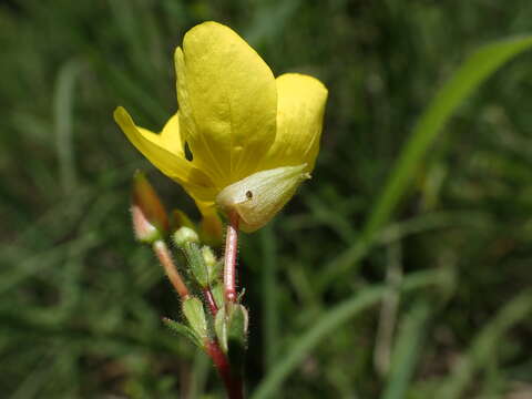 Image of narrowleaf evening primrose