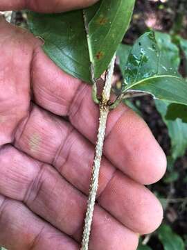 Image de Celastrus subspicatus Hook.