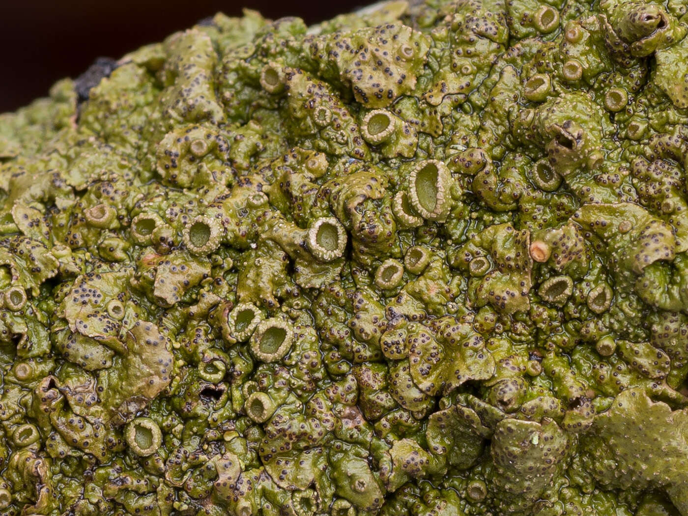 Image of melanelia lichen