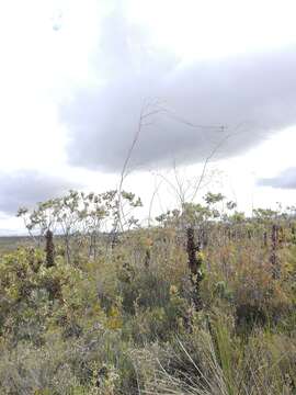 Image of weeping gum