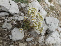 Sivun Saxifraga caesia L. kuva