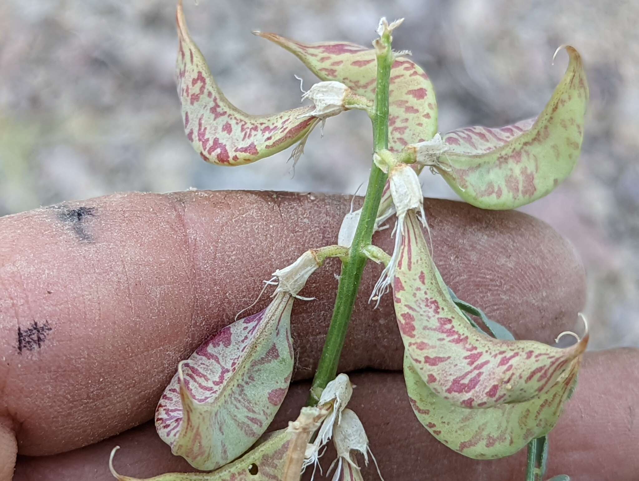 صورة Astragalus beckwithii var. purpureus M. E. Jones