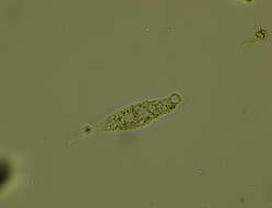 Image of Loxophyllum helus