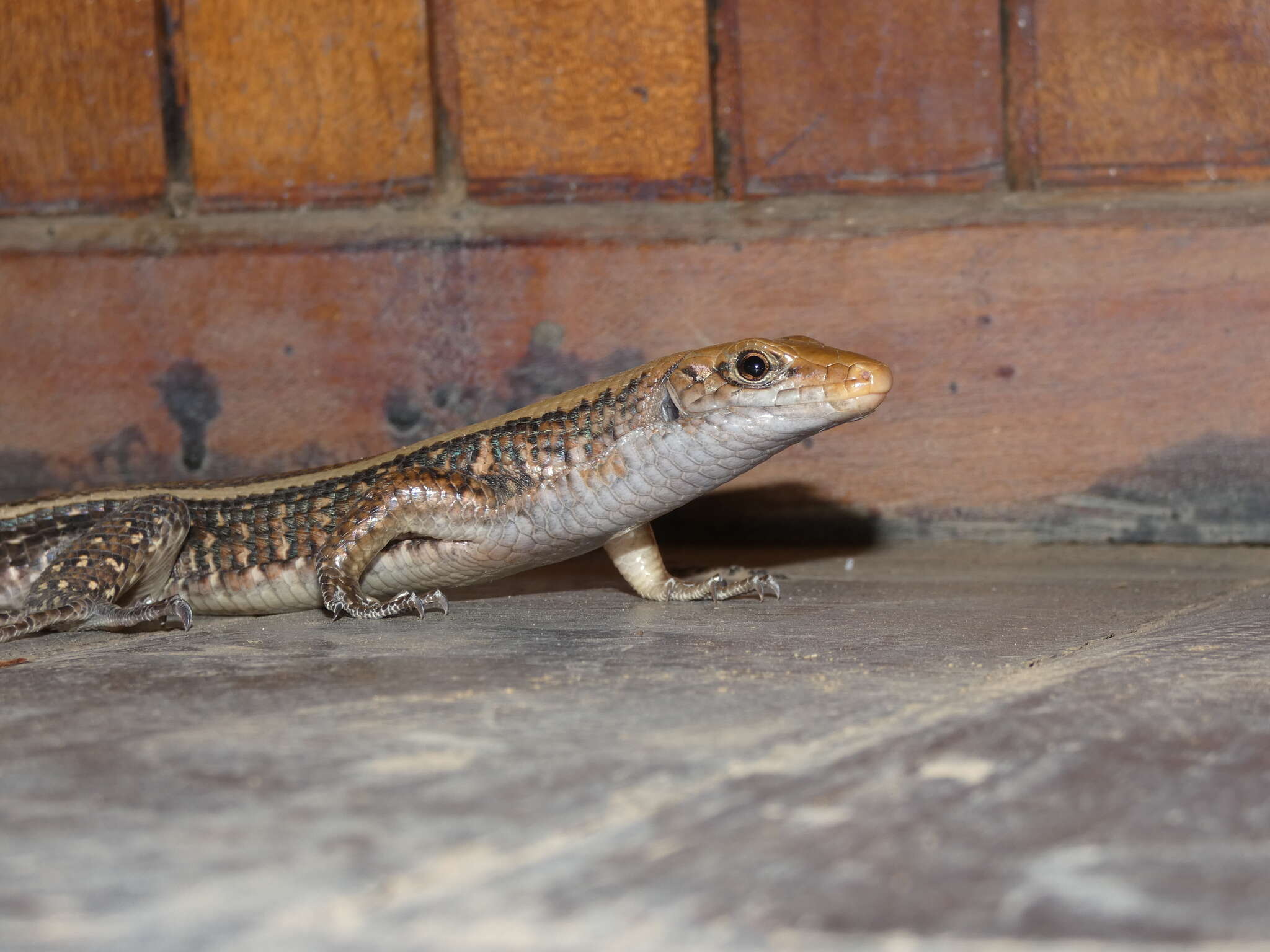 Image of western Girdled Lizard