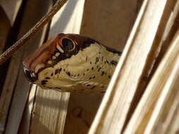 Image of Sonoran Whipsnake