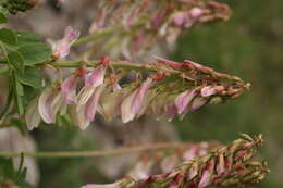 Plancia ëd Hedysarum hedysaroides subsp. hedysaroides