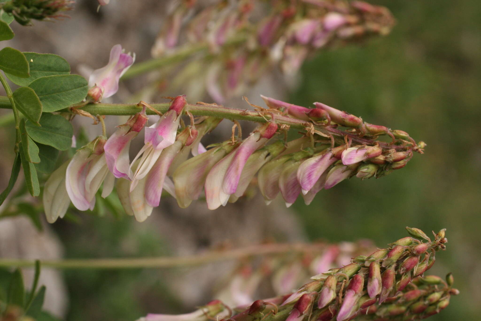 Plancia ëd Hedysarum hedysaroides subsp. hedysaroides