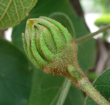 Imagem de Thespesia garckeana F. Hoffm.