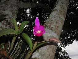 Image of Violet Cattleya