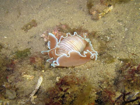 Imagem de Hydatina physis (Linnaeus 1758)