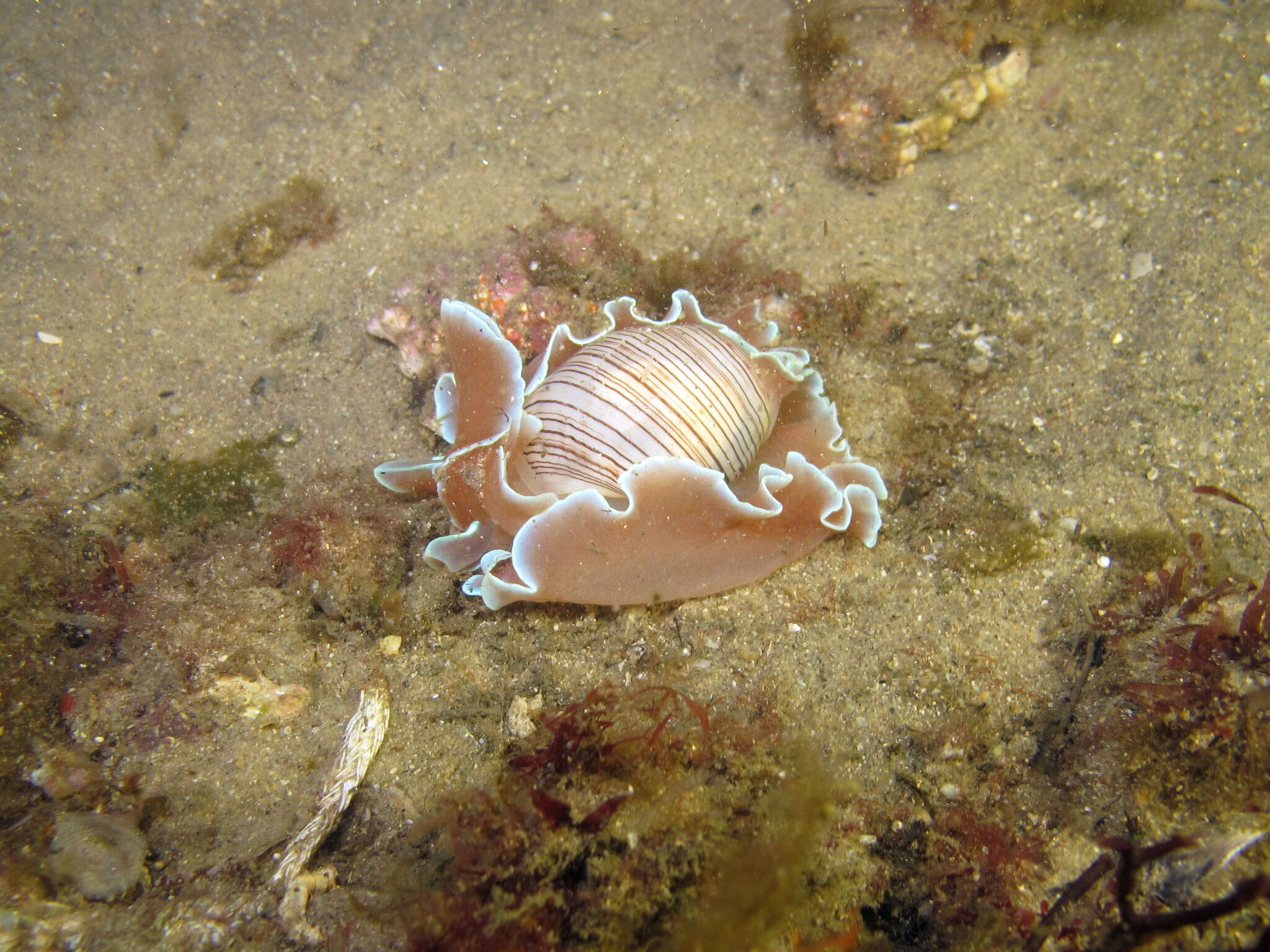 Image of brown-line paperbubble