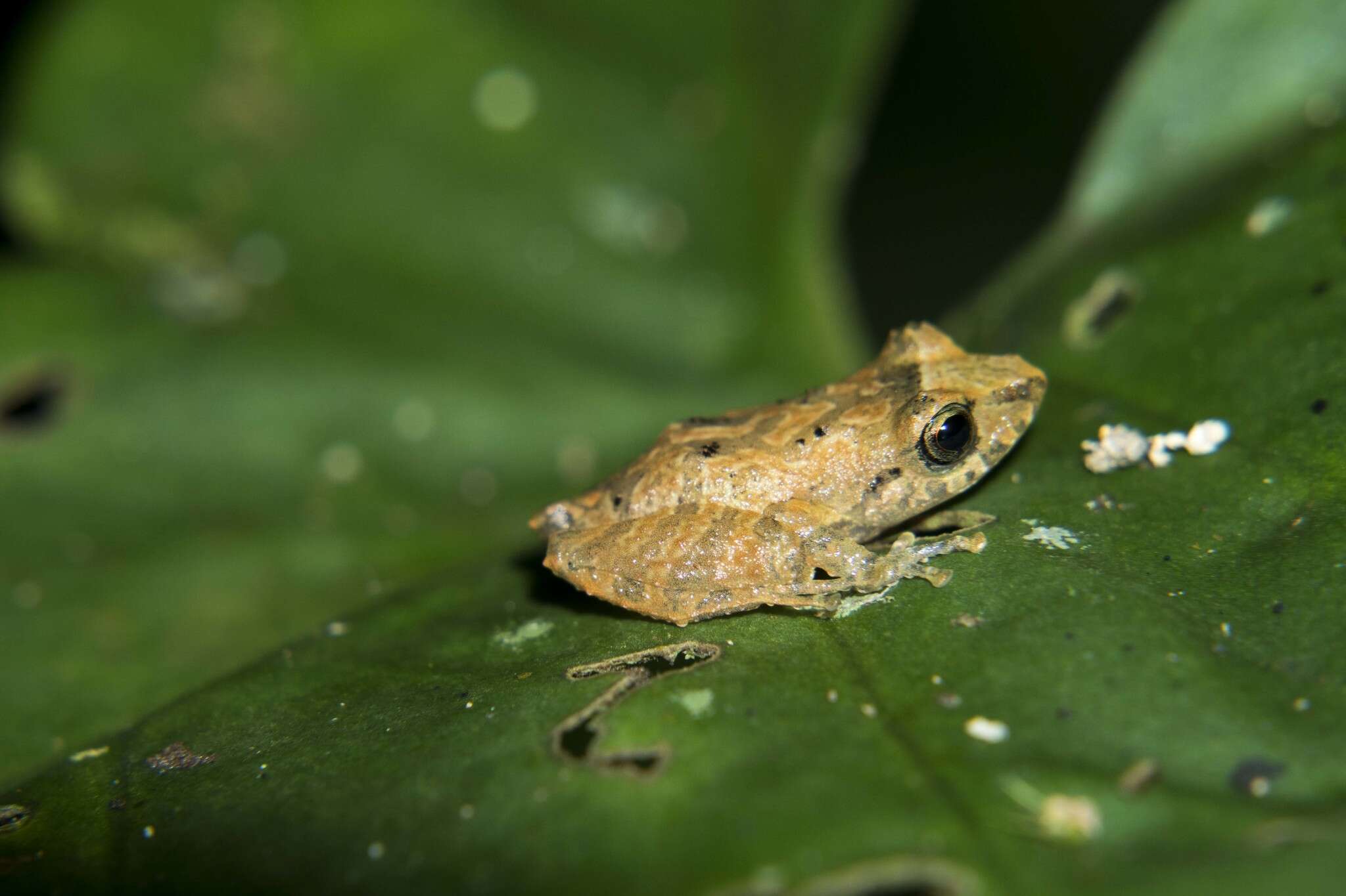 Image de Pristimantis palmeri (Boulenger 1912)