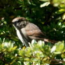 Image of Perija Thistletail