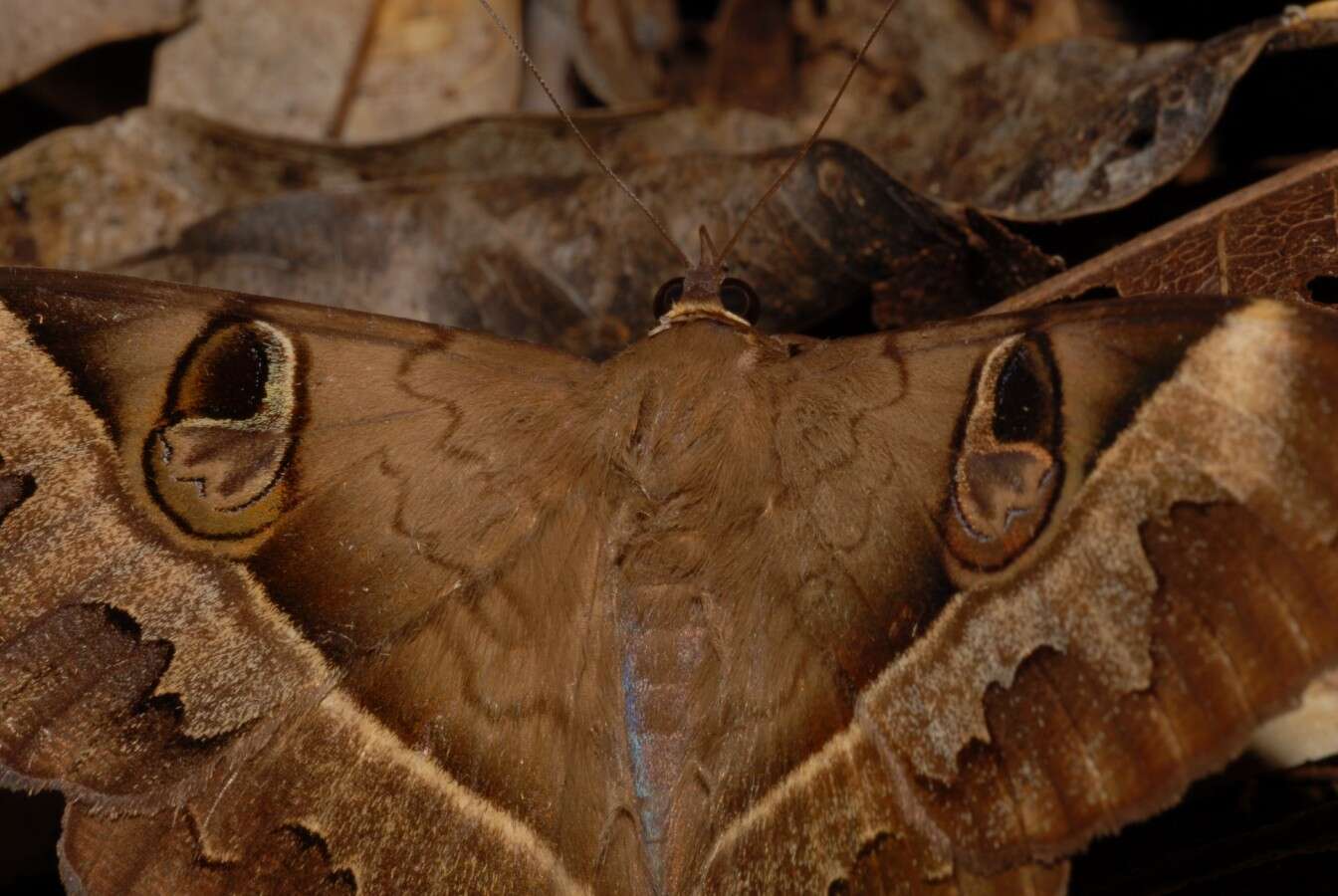 Image de Cyligramma fluctuosa Drury 1773