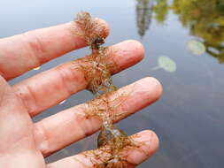 Image of Farwell's Water-Milfoil