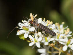 Image of Syllitus bipunctatus Waterhouse 1877