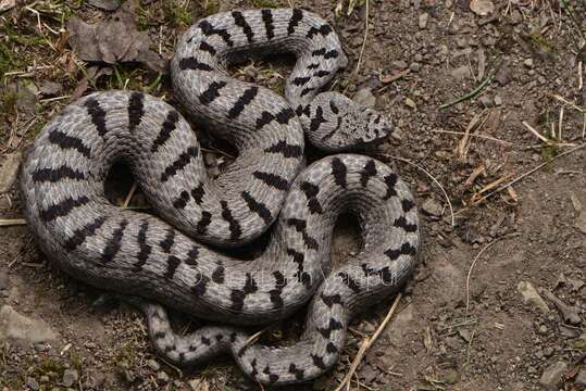 Image de Vipera transcaucasiana Boulenger 1913