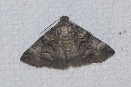 Image of Dysbatus singularis Butler 1886