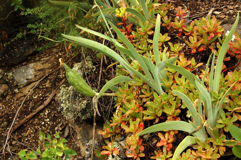 Image of Iris glaucescens Bunge