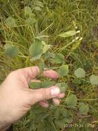 Imagem de Vicia pisiformis L.