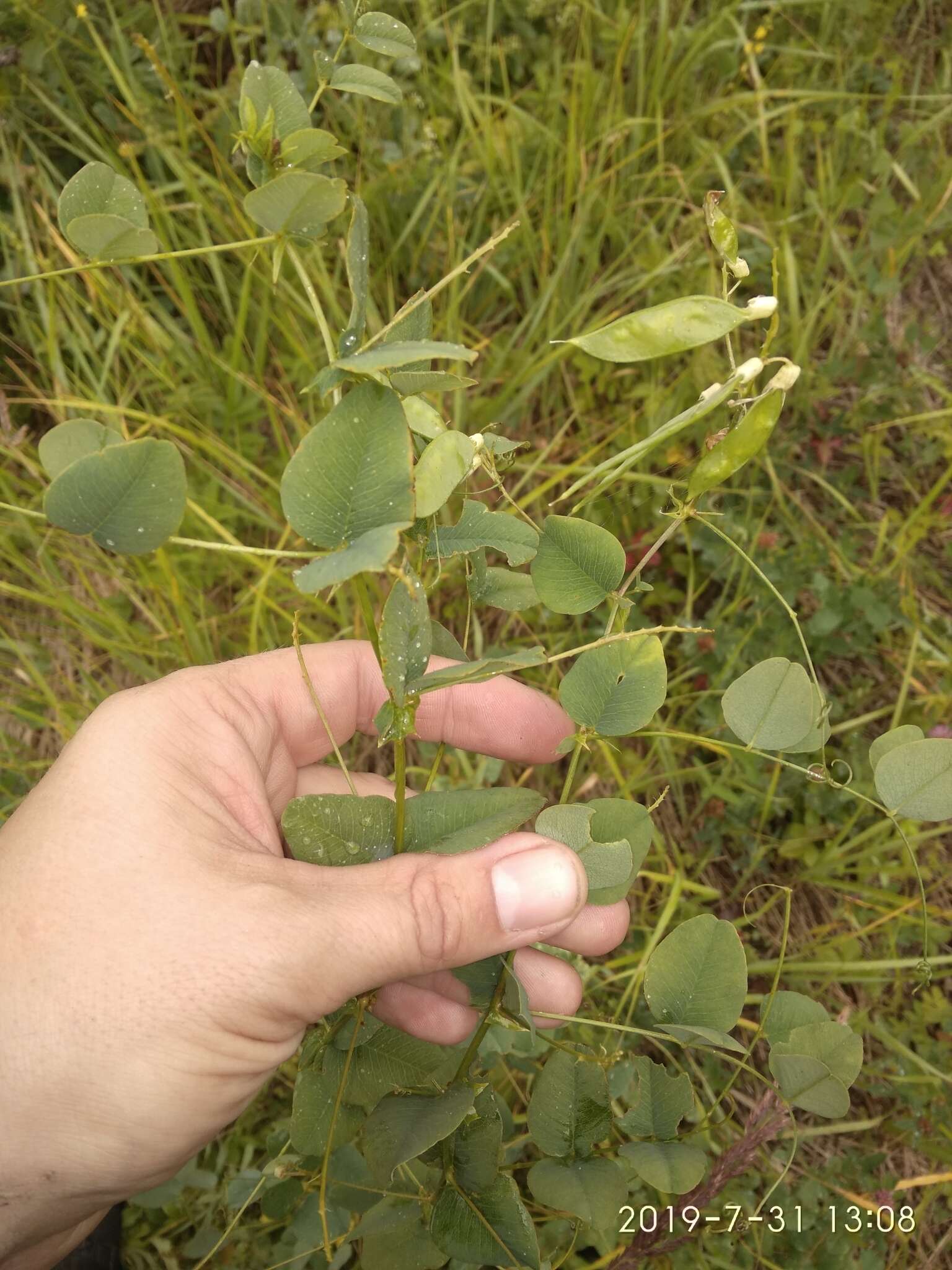 Imagem de Vicia pisiformis L.