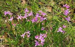 Image of Oklahoma grasspink