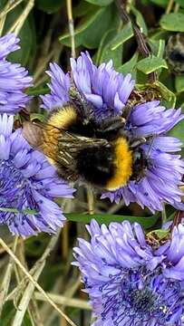 Image of Bombus terrestris dalmatinus Dalla Torre 1882