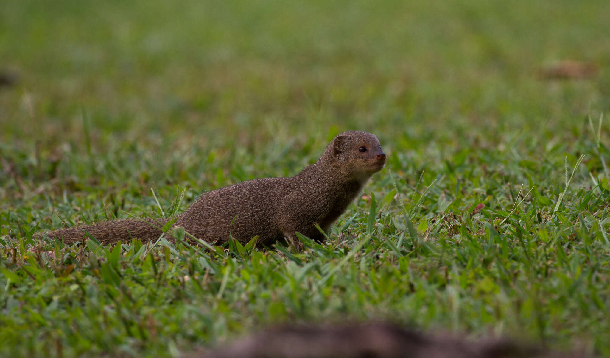 Image of <i>Urva auropunctata</i>