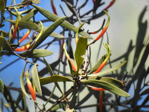 Image of Northern mistletoe