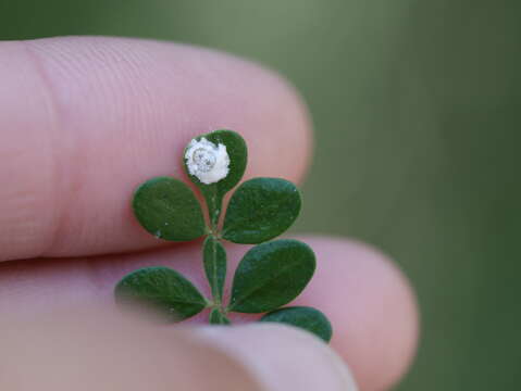 Image of Green shield scale