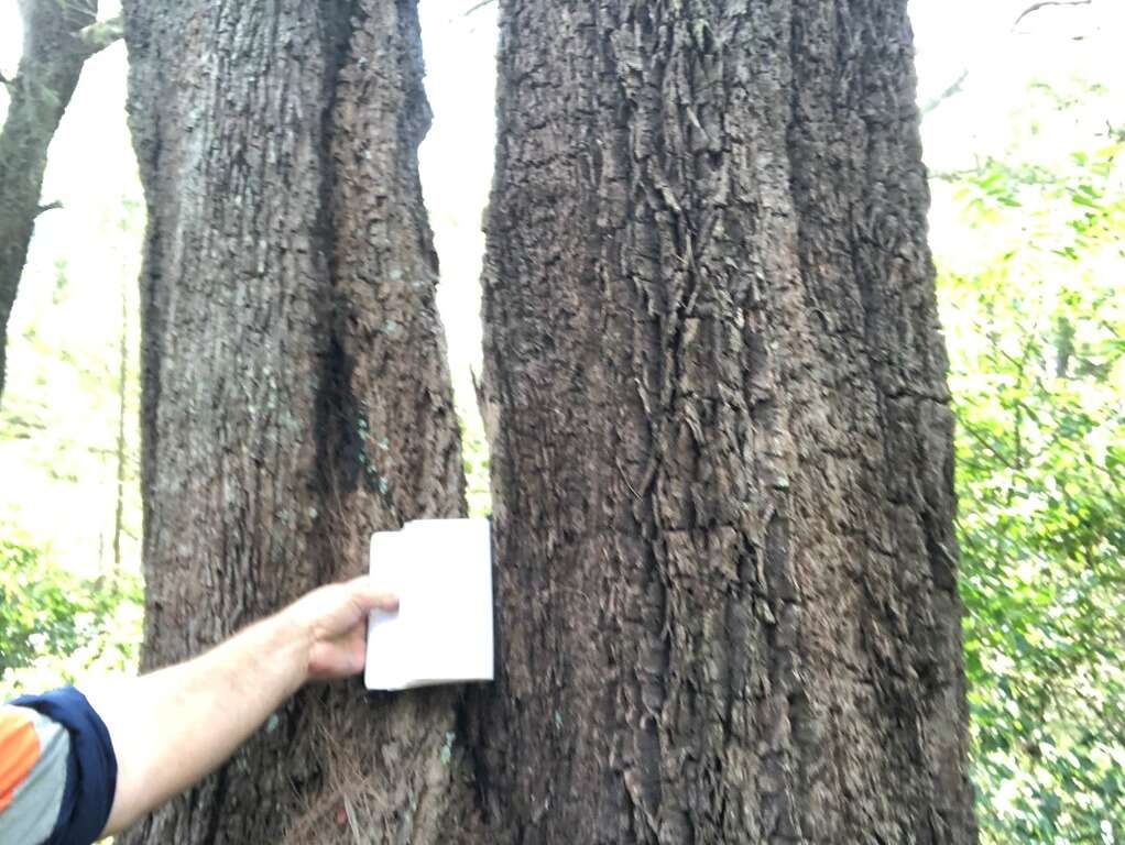 Image of forest-oak