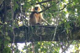 Image of Gee's Golden Langur