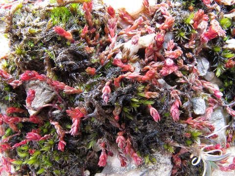 Image of Crassula multicaulis (Petrie) A. P. Druce & D. R. Given