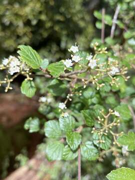 Image de Viburnum parvifolium Hayata