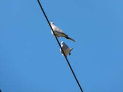 Image of Peaceful Dove