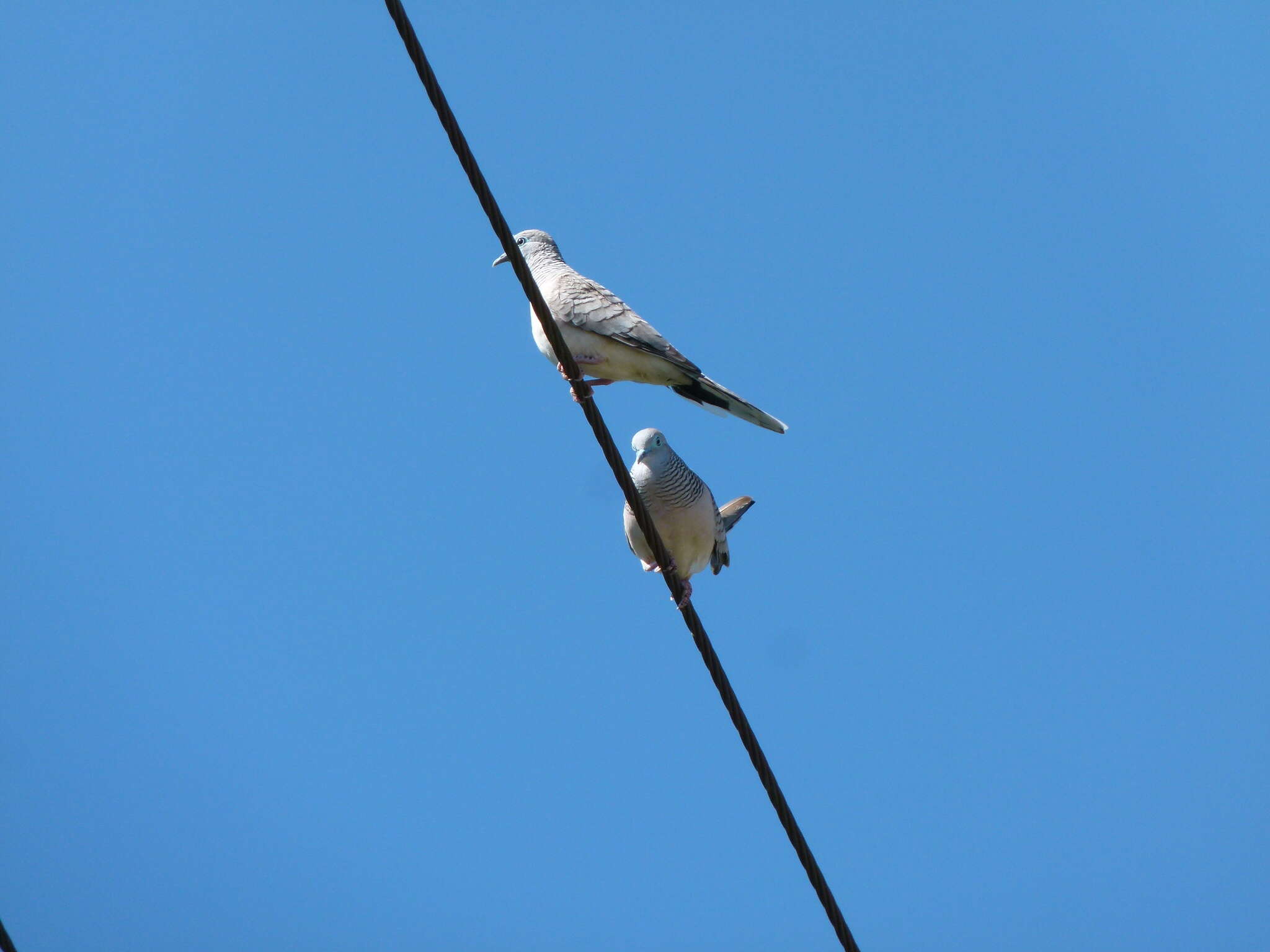 Image of Peaceful Dove