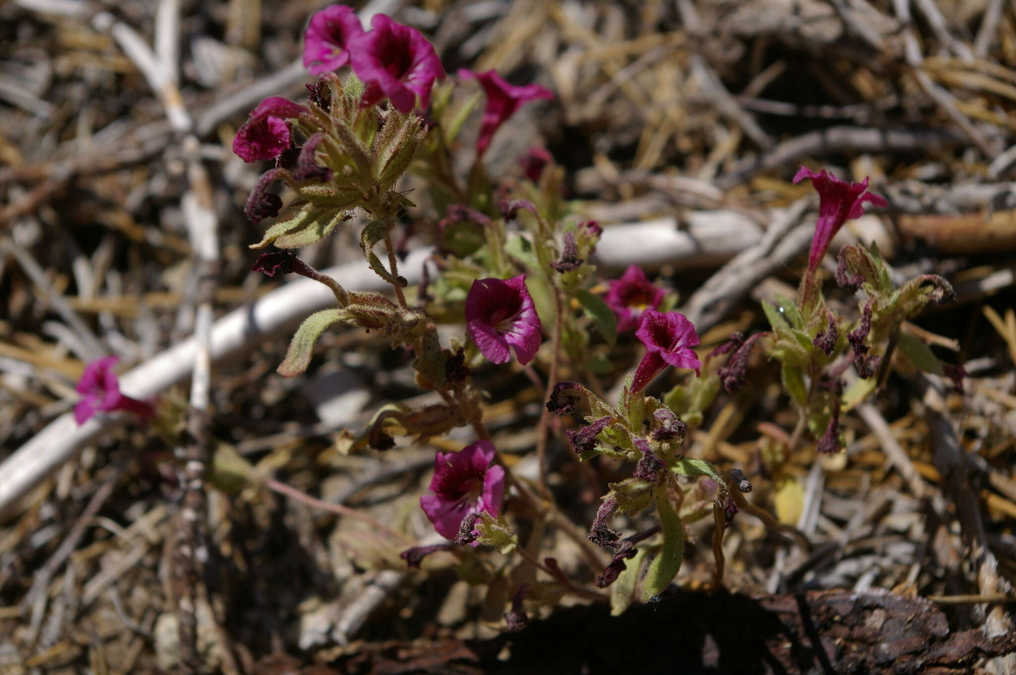 Image of sticky monkeyflower