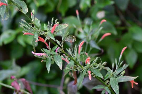 Image of Dicliptera sciadephora Donn. Sm.