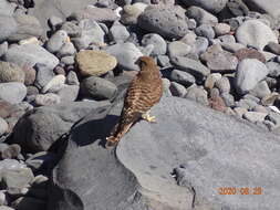 Falco tinnunculus canariensis (Koenig & AF 1890) resmi