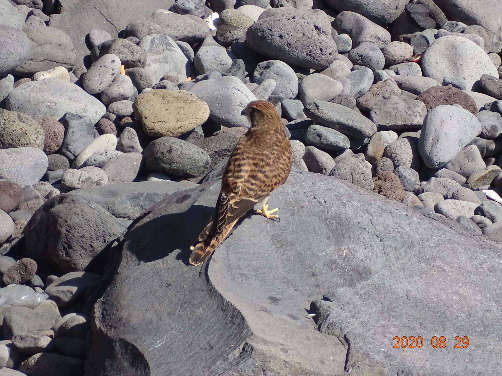 Falco tinnunculus canariensis (Koenig & AF 1890) resmi