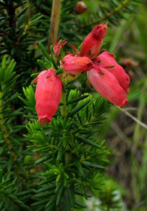 Image of Erica oatesii var. oatesii